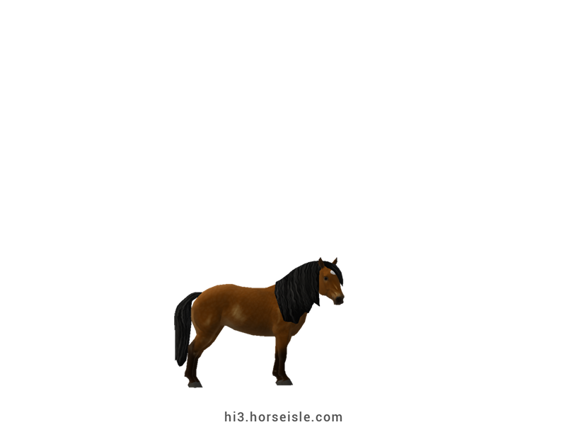 South African Miniature Horse Chocolate Brown Coat